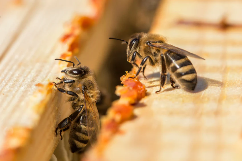 Gerçek Propolis Nasıl Anlaşılır?
